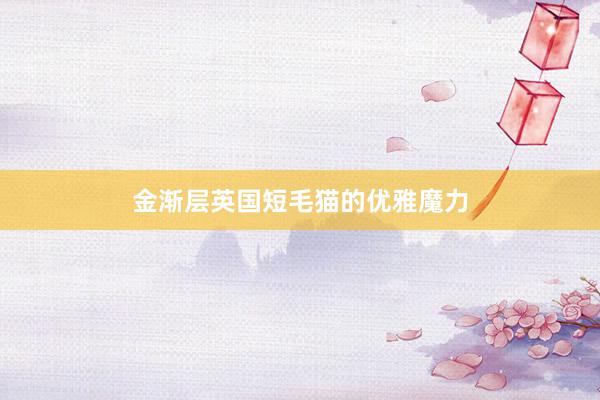 金渐层英国短毛猫的优雅魔力